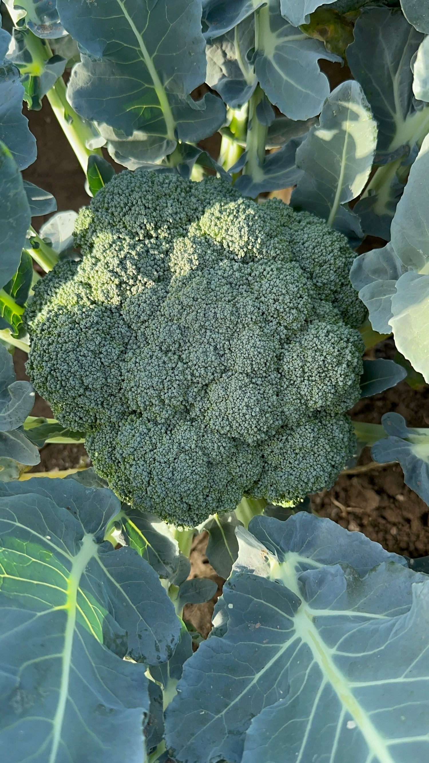 Reefna food